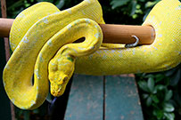 Kofiau Green Tree Python Juvenile