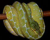 Manokwari Green Tree Python Female