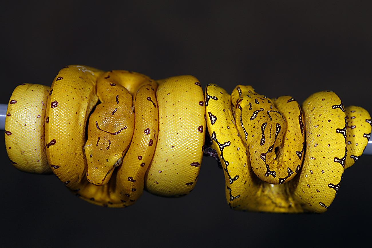 On Green Tree Pythons - Vladimir Odinchenko Interview | ViridisPython