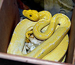 Kofiau Green Tree Python Female
